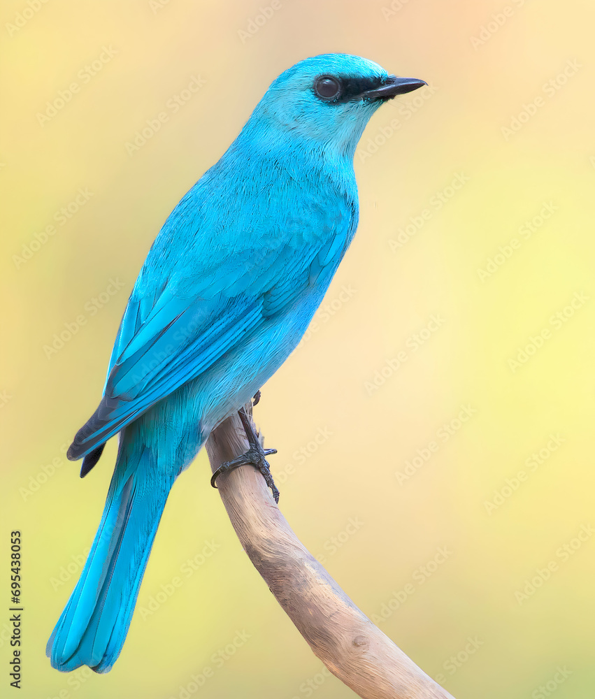 lilac roller on a branch