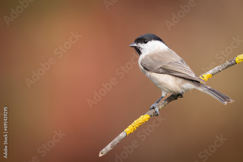 Bird - Marsh tit Poecile palustris perched on branch, winter time Poland Europe