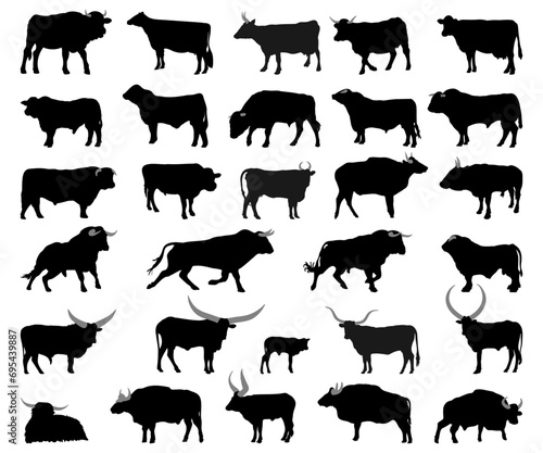Silhouettes of cow, cattle breeds . Vector illustration.