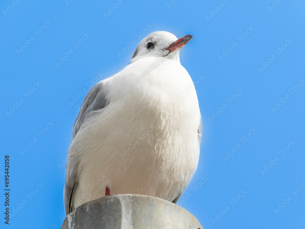 Obraz premium ユリカモメ