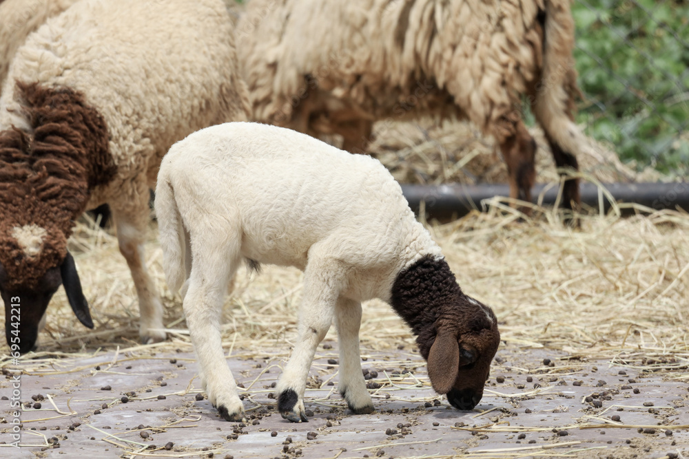 Naklejka premium Close up group Sheep is eatting in garden