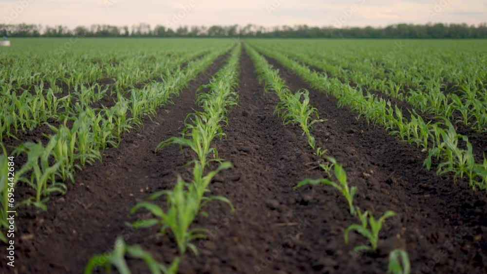 agriculture corn. green young sprouts of corn in black soil on an agricultural field. business a agriculture concept. camera movement across a field with green corn lifestyle sprouts agriculture corn. green young sprouts of corn in black soil on an agricultural field. business a agriculture concept. camera movement across a field with green corn lifestyle sprouts