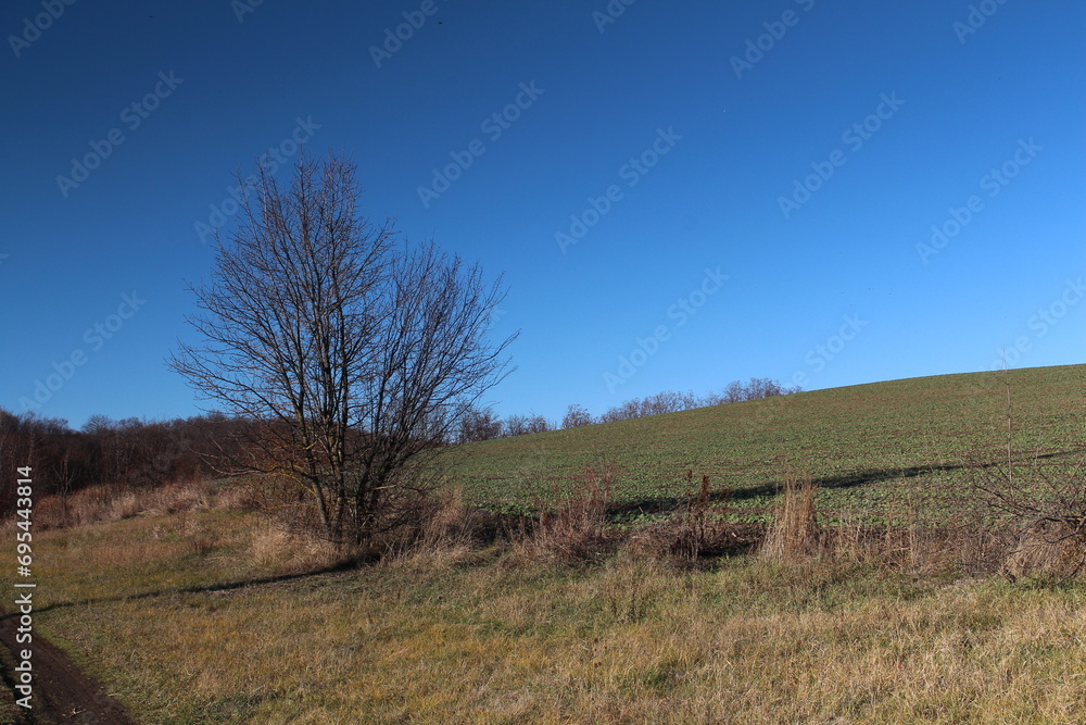 Fototapeta premium A tree in a field
