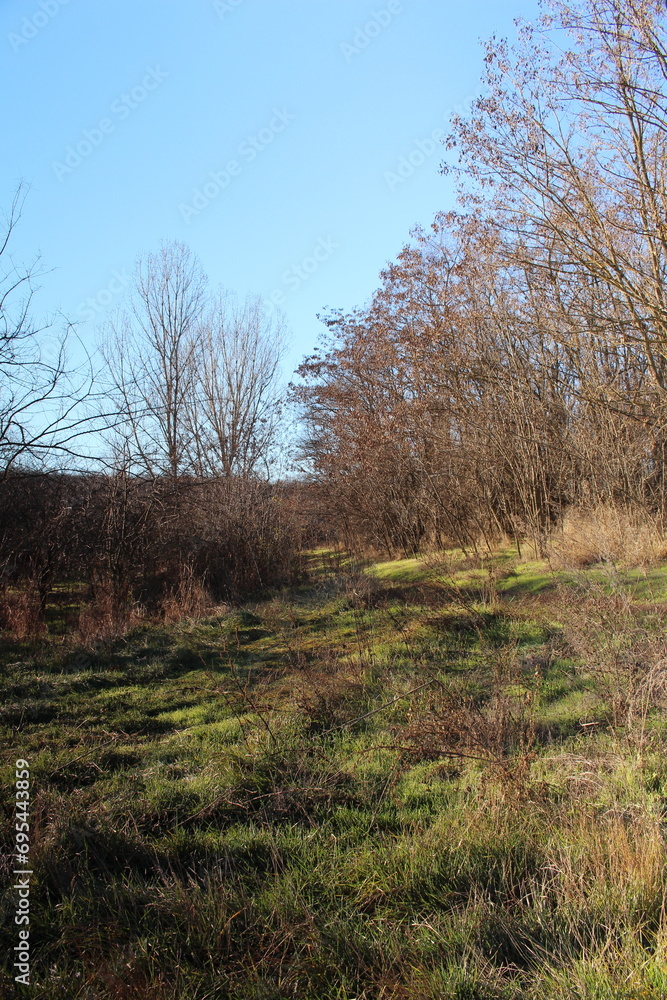 A grassy area with trees in the background A grassy area with trees in the background