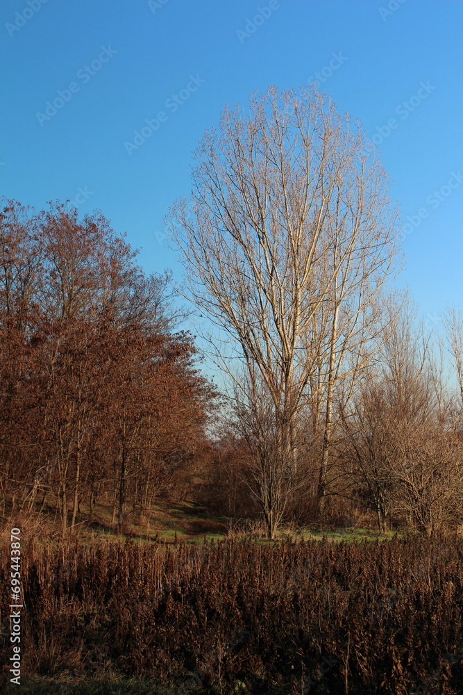 A group of trees in a field A group of trees in a field