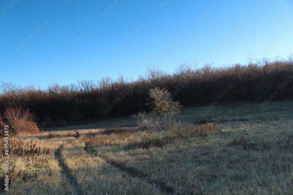 A field with bushes and grass