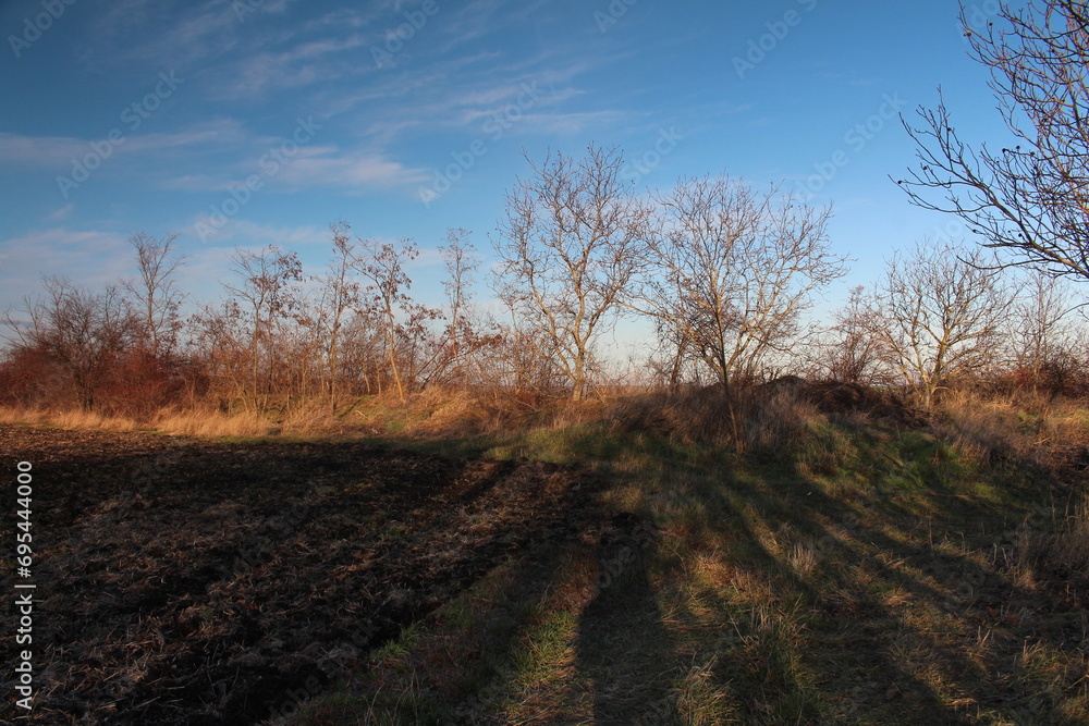 A dirt path with trees on the side