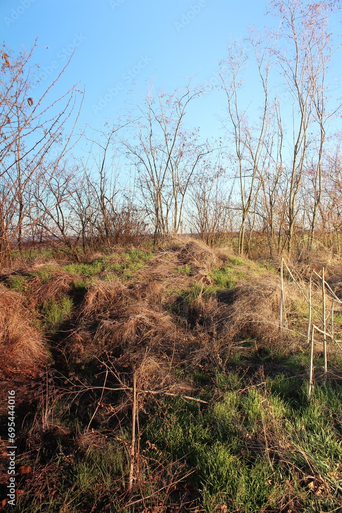 A grassy area with trees and bushes A grassy area with trees and bushes