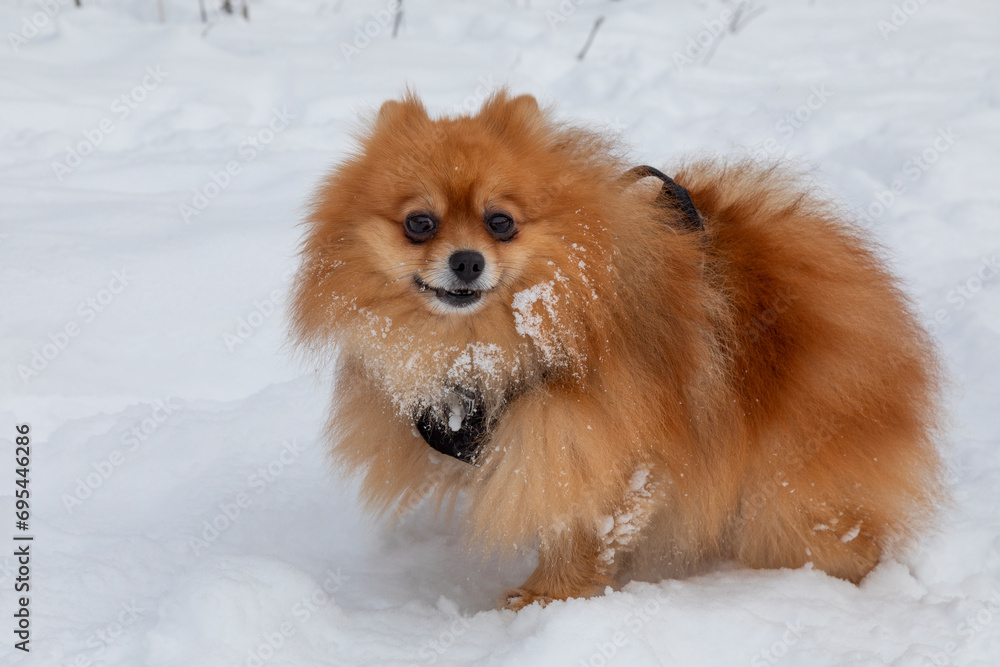 Red orange spitz on the snow on a winter day
