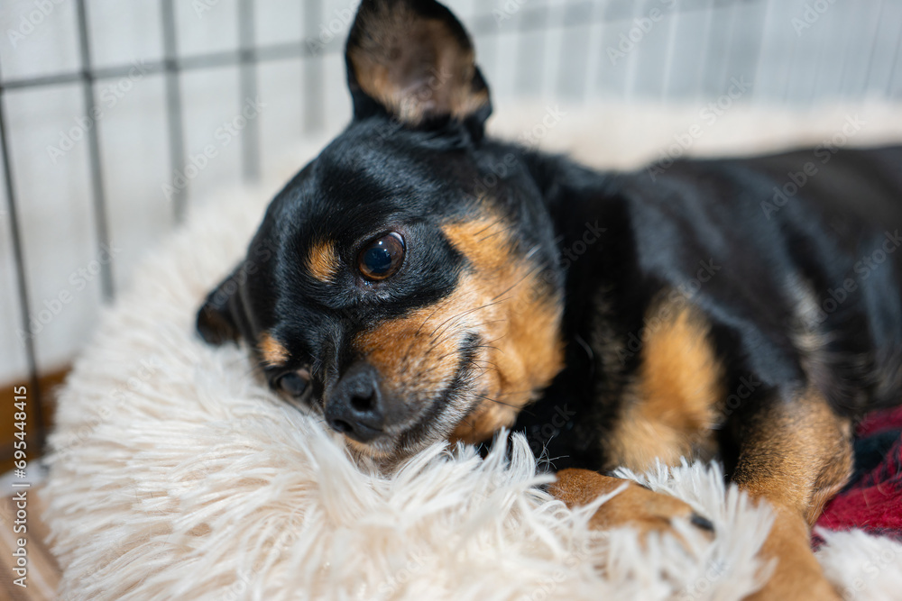 犬 犬