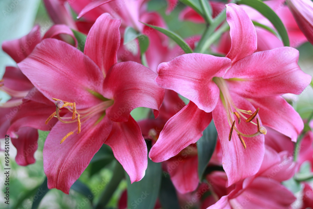 Oriental Hybrid Lily close up. Pink Stargazer Lily flower. Full blooming of Pink Asiatic lily flower. Lilium hybridum flowers background. Bouquet of large Lilies. Lilium belonging to the Liliaceae