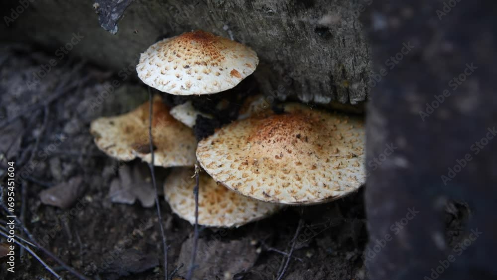 Close-up view of honey fungus (Armillaria mellea) mushrooms growing in forest on fallen tree log. Real time handheld video. Edible mushrooms theme. Close-up view of honey fungus (Armillaria mellea) mushrooms growing in forest on fallen tree log. Real time handheld video. Edible mushrooms theme.