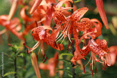 Tiger Lily flower. Lilium lancifolium. Orange blossoms with black dots. Tiger lilies in a garden. Wallpaper or background. Beautiful orange Tiger Lily. Lilium Tigrinum on a blurred background