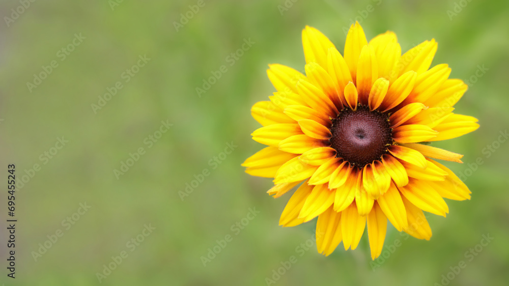 Obraz premium Close up large flower of red and yellow daisy. Blooming rudbeckia Black-eyed Susan in the summer garden. Rudbeckia Hirta. Wild flower in nature. Beautiful yellow flower. Floral background.