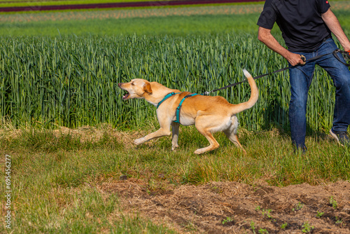 reactive dog on a leash in the summer