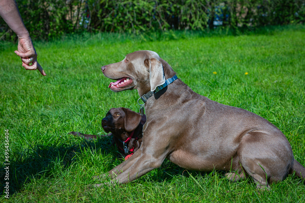 hunting dog with puppy following command