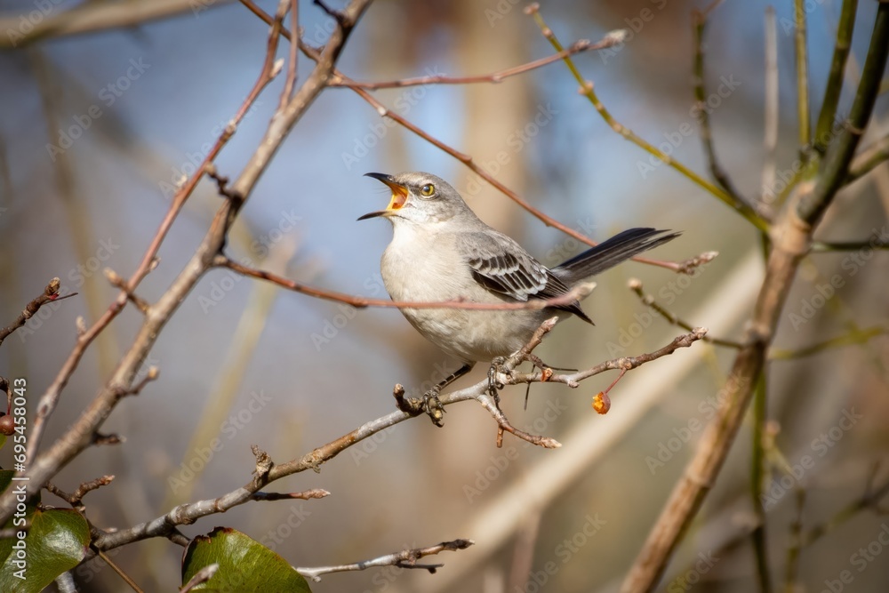 Obraz premium Northing Mockingbird Siging