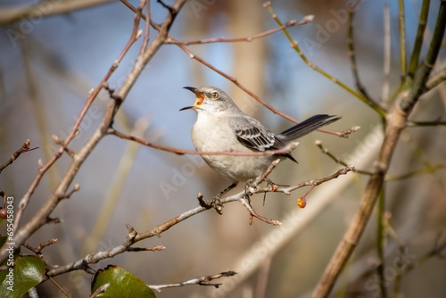 Northing Mockingbird Siging