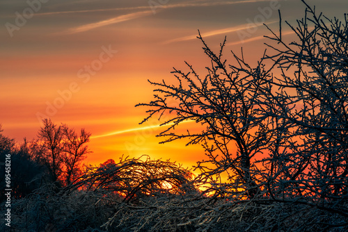 Winter morning in the woods or field. Frost covered plants in the forest at red sunrise