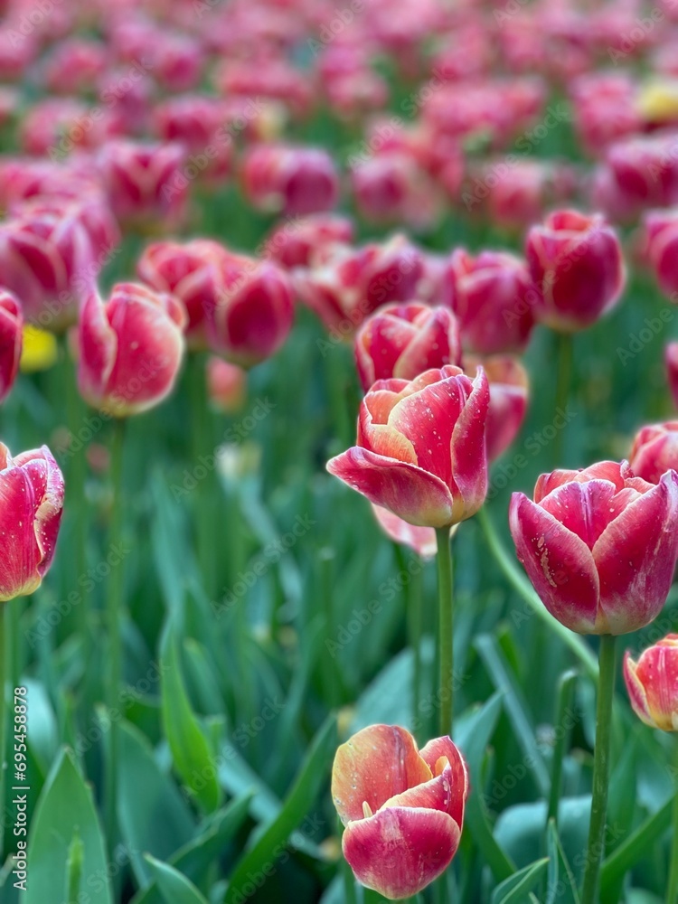 Fototapeta premium Field of tulips