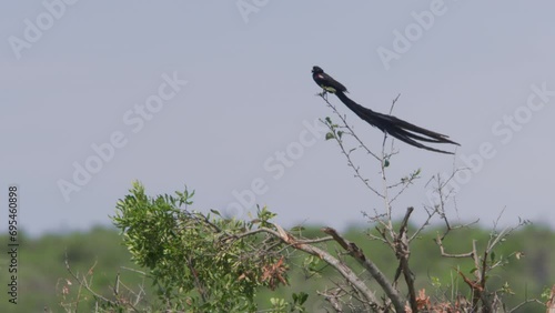 Long lens of a long-tailed widowbird (Euplectes progne) making call sounds on a windy morning in Africa. photo