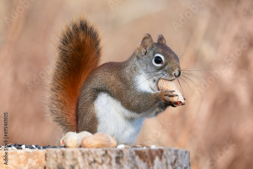 An American red squirrel eats a peanut ona stump where people had been leaving treats for the wildlife at Lynde Shores Conservation Area, Whitby, ON. photo