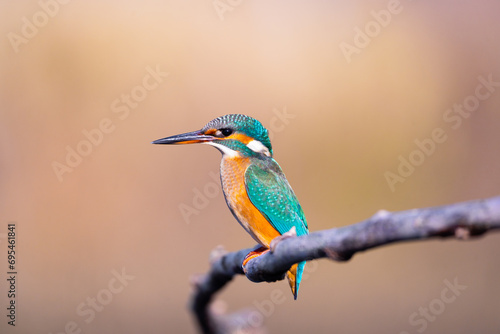 Beautiful colorful blue bird, The common kingfisher, Alcedo atthis, sitting on a branch in nature