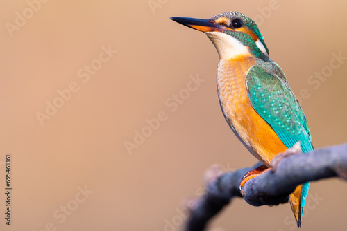 Beautiful colorful bird, The common kingfisher, Alcedo atthis, sitting on a branch in nature