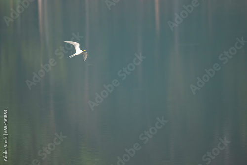 River tern bird in flight on water body at Pench National park photo