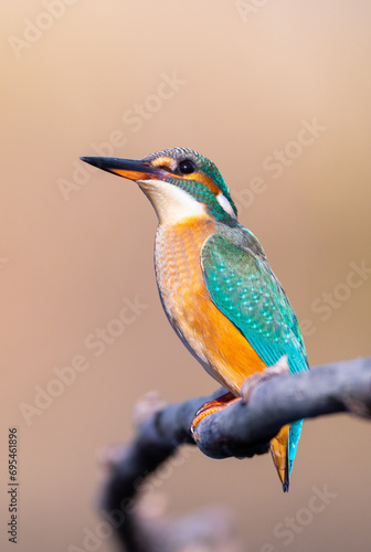 Close up view of beautiful colorful blue bird ,The common kingfisher, Alcedo atthis, sitting on a branch in nature