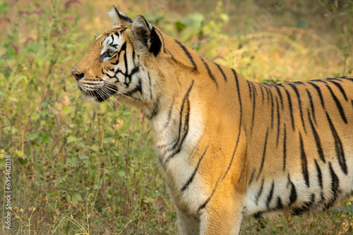 Sub-adult of Royal Bengal tiger on prowl at Pench National park