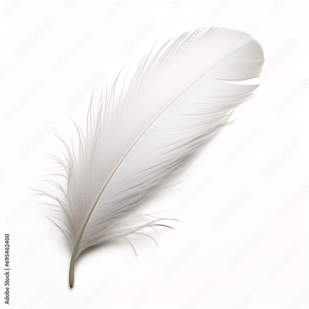 feather isolated on white background feather isolated on white background