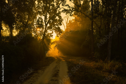 Landscape of the Kanha National park golden warm light in early morning.