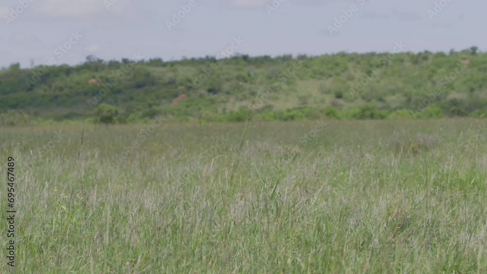 Wide shot of tall grass in a national park at noon in Africa. Wide shot of tall grass in a national park at noon in Africa.