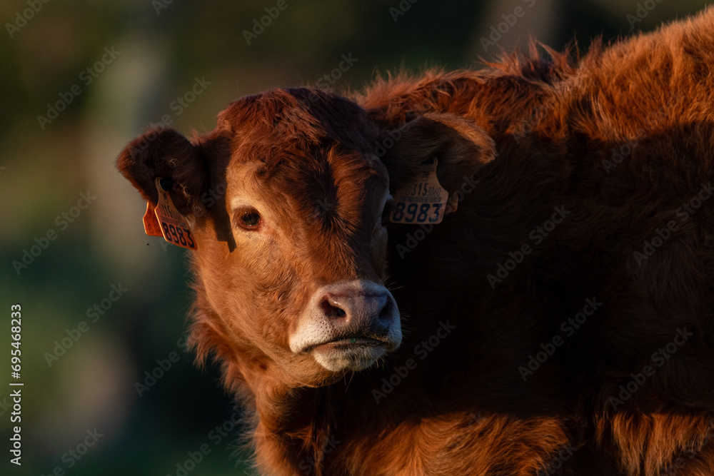 Calf grazing peacefully in the meadows of Mount Jaizkibel, in Guipuzkoa, Spain, during a sunny sunset