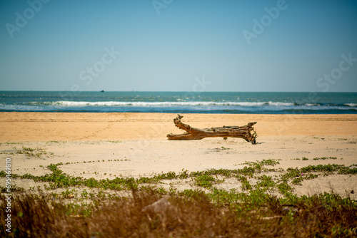 A tree in the shape of a crocodile's mouth lies on a sandy sea beach