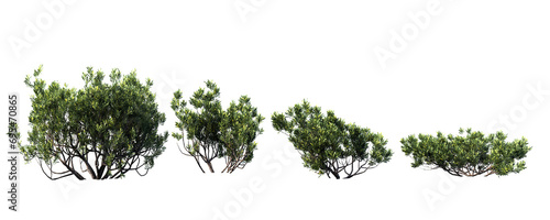 grass isolated on white background, gree tree on transparent background