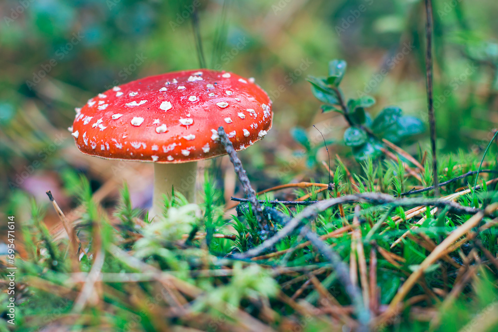 Mature Amanita Muscaria, Known as the Fly Agaric or Fly Amanita: Healing and Medicinal Mushroom with Red Cap Growing in Forest. Can Be Used for Micro Dosing, Spiritual Practices and Shaman Rituals Mature Amanita Muscaria, Known as the Fly Agaric or Fly Amanita: Healing and Medicinal Mushroom with Red Cap Growing in Forest. Can Be Used for Micro Dosing, Spiritual Practices and Shaman Rituals