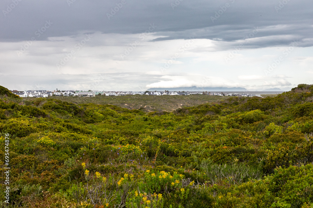 Flowers bloom in the fynbos at Grotto Bay on the west coast of South Africa.