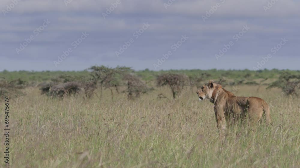 Long lens of a collared female lion (panthera leo) scanning its surroundings within the savannah during the morning in Africa. Long lens of a collared female lion (panthera leo) scanning its surroundings within the savannah during the morning in Africa.