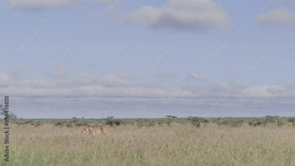 Wide shot of a collared female lion (panthera leo) walking on savannah grasslands during the morning in Africa.