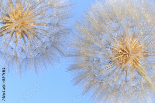 Dandelion flower. Taraxacum Erythrospermum. Abstract nature background. Dandelion in green background. Silhouette head of Dandelion flower. Seed macro closeup. 