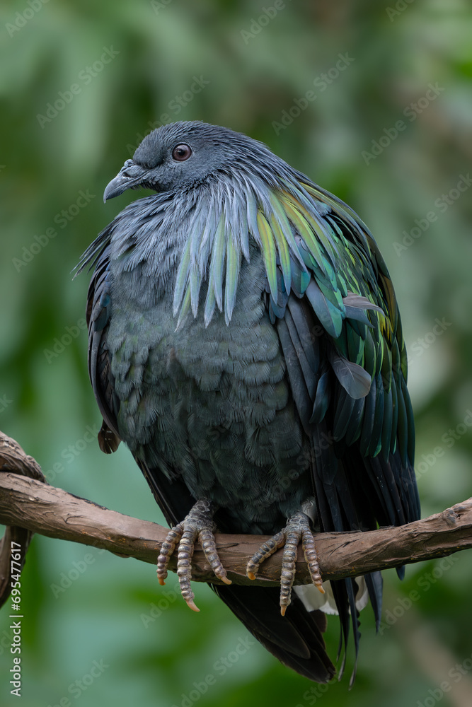 Fototapeta premium Nicobar Pigeon - Caloenas nicobarica, beautiful iconic pigeon from Eastern Asian forests and woodlands, Malaysia.
