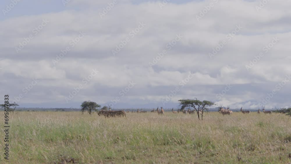 Wide shot of a collared female lion (panthera leo) walking past a herd of startled gazelles during the morning in Africa. Wide shot of a collared female lion (panthera leo) walking past a herd of startled gazelles during the morning in Africa.