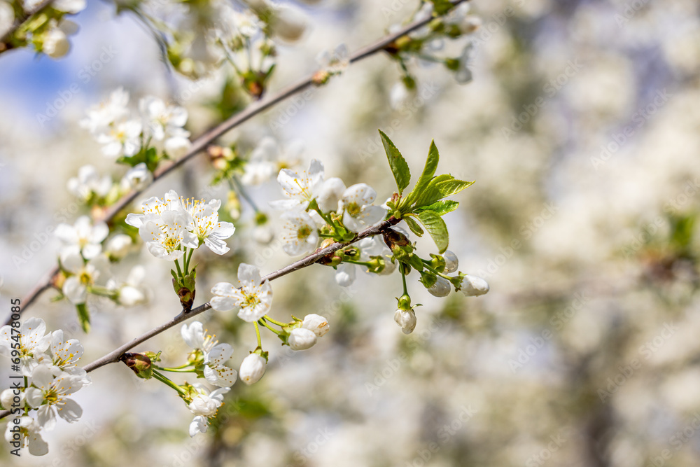 Spring background art with white cherry blossom on blue sky background