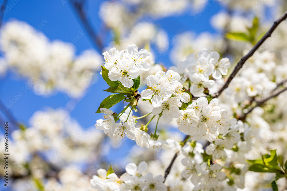 Spring background art with white cherry blossom on blue sky background Spring background art with white cherry blossom on blue sky background