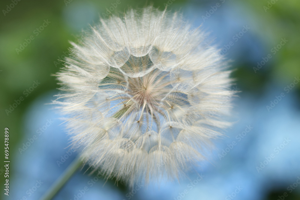 Fototapeta premium Dandelion flower. Taraxacum Erythrospermum. Abstract nature background of Dandelion in summer. Silhouette head of Dandelion flower. Seed macro closeup. High quality photo. Freedom to Wish. Fragility