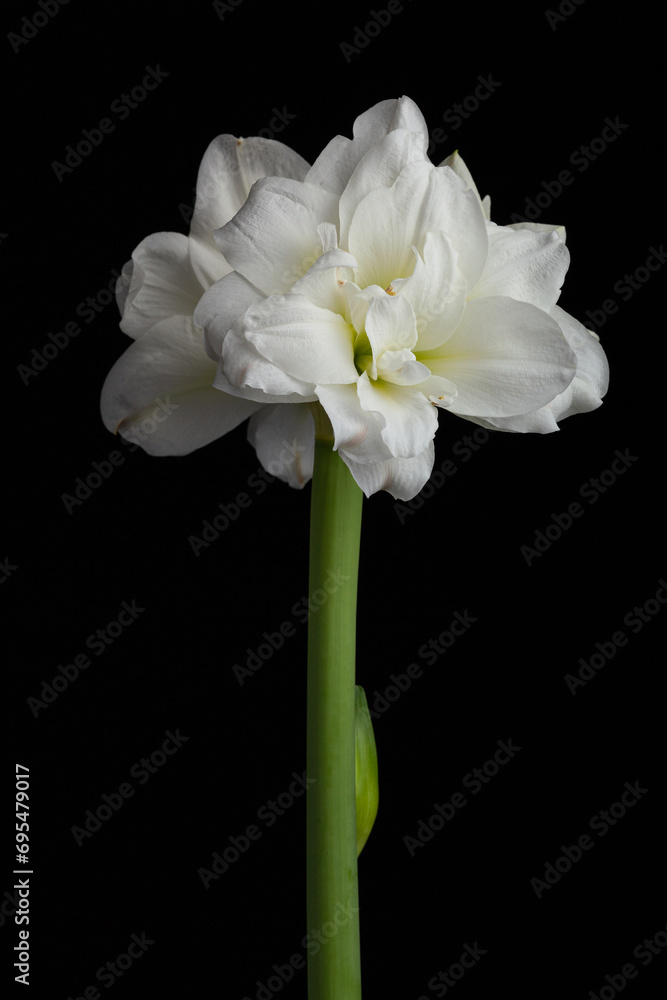 Fototapeta premium white winter christmas flower amaryllis on black background