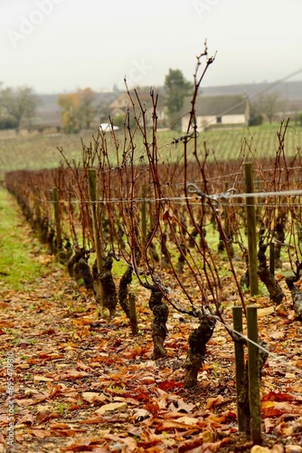 vineyard in autumn, France 