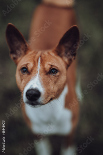 Fototapeta Naklejka Na Ścianę i Meble -  Basenji dogs in their natural environment.